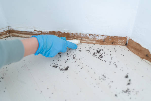 Best Flea Control Services  in Columbus, NC
